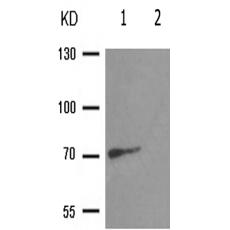 兔抗RACGAP1(Phospho-Ser387) 多克隆抗体 