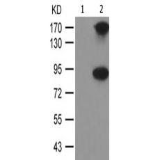 兔抗MED1(Phospho-Thr1457)多克隆抗体