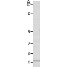 兔抗MRPS25多克隆抗体