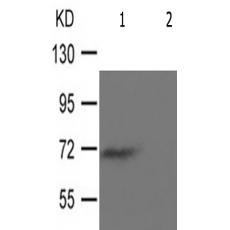 兔抗RPS6KB1(Phospho-Thr229) 多克隆抗体