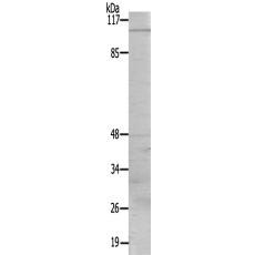 兔抗TAF4多克隆抗体