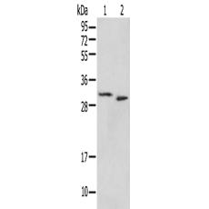 兔抗PSMF1多克隆抗体