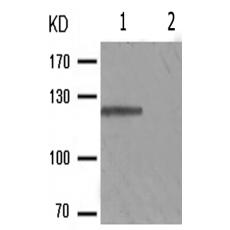兔抗PTK2(Phospho-Tyr576)多克隆抗体