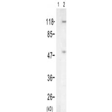 兔抗NFKB1 (Phospho-Ser337)多克隆抗体