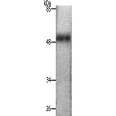兔抗MITF(Ab-18073)多克隆抗体