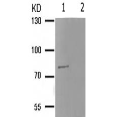 兔抗PRKCD(Phospho-Tyr64)多克隆抗体