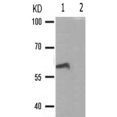 兔抗SRC(Phospho-Ser75)多克隆抗体