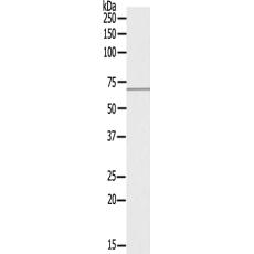兔抗PTPN6(Ab-564) 多克隆抗体 
