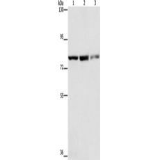 兔抗NFE2L1多克隆抗体