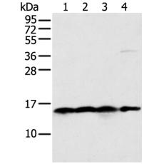 兔抗MRPS18C多克隆抗体