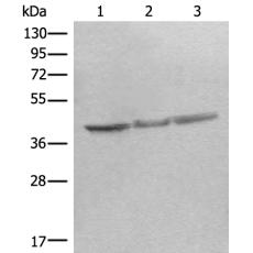 兔抗STOML2多克隆抗体