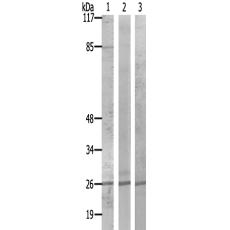 兔抗PRSS33多克隆抗体