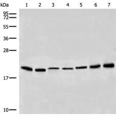 兔抗PMP22多克隆抗体