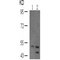 兔抗SHC1 (Phospho-Tyr349)多克隆抗体   