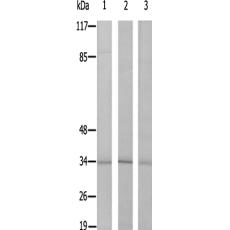 兔抗MRPL15多克隆抗体