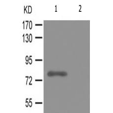 兔抗PIK3R1(Phospho-Tyr607)多克隆抗体