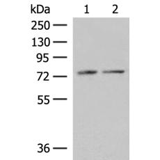 兔抗PDIA4多克隆抗体