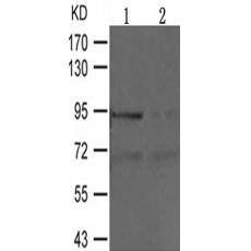 兔抗OPRM1(Phospho-Ser375)多克隆抗体 
