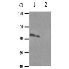 兔抗PRKCB(Phospho-Ser661)多克隆抗体