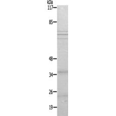 兔抗TP53I3多克隆抗体