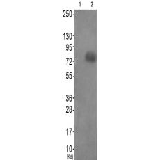 兔抗PAK56(Phospho-Ser602Ser560)多克隆抗体