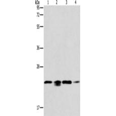 兔抗PRDX2多克隆抗体