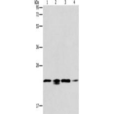 兔抗PRDX2多克隆抗体