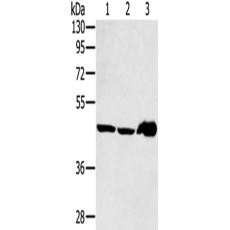 兔抗SEC14L2多克隆抗体   