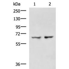 兔抗TRAF3IP3多克隆抗体