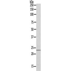 兔抗STMN3多克隆抗体