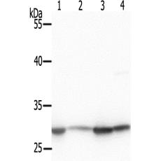兔抗PHB(Phospho-Tyr253)多克隆抗体