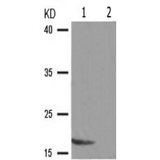 兔抗PIN1(Phospho-Ser16)多克隆抗体
