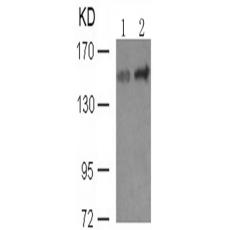 兔抗PLCG1 (phospho-Tyr771)多克隆抗体