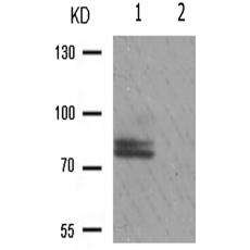 兔抗PRKCZ(Phospho-Thr560)多克隆抗体