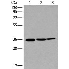  兔抗RPF2多克隆抗体 