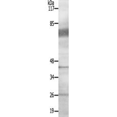 兔抗PAK3(Ab-154)多克隆抗体