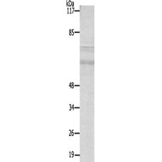 兔抗MAPT(Ab-396)多克隆抗体