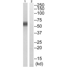 兔抗PXN(Phospho-Ser178) 多克隆抗体