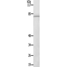 兔抗PRKCD(Ab-64)多克隆抗体