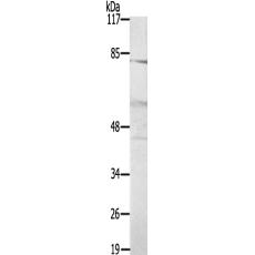 兔抗RASSF6多克隆抗体  
