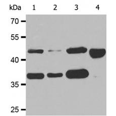 兔抗NR2E3多克隆抗体