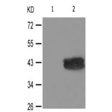 兔抗MAPK1MAPK3(Phospho-(Thr185Tyr187)(Thr202Tyr204))多克隆抗体
