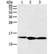 兔抗NDUFB3多克隆抗体