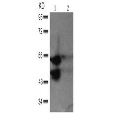 兔抗MAPK8 MAPK9 MAPK10(phospho-Thr183 Tyr185)多克隆抗体