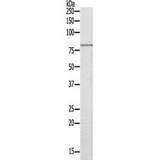 兔抗MPHOSPH9多克隆抗体