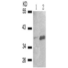 兔抗NFKBIA (Phospho-Ser32 Ser36)多克隆抗体