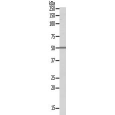 兔抗SERGEF多克隆抗体 