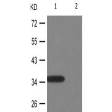 兔抗RPA2(Phospho-Thr21) 多克隆抗体 
