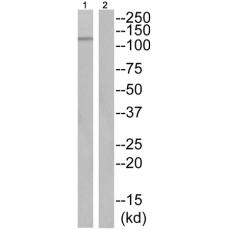兔抗PLD1(Phospho-Thr147)多克隆抗体