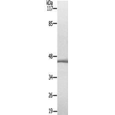 兔抗PEX10多克隆抗体